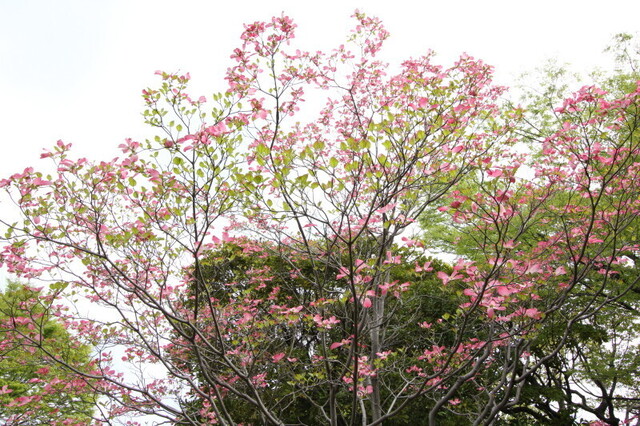 IMG_1156.JPG