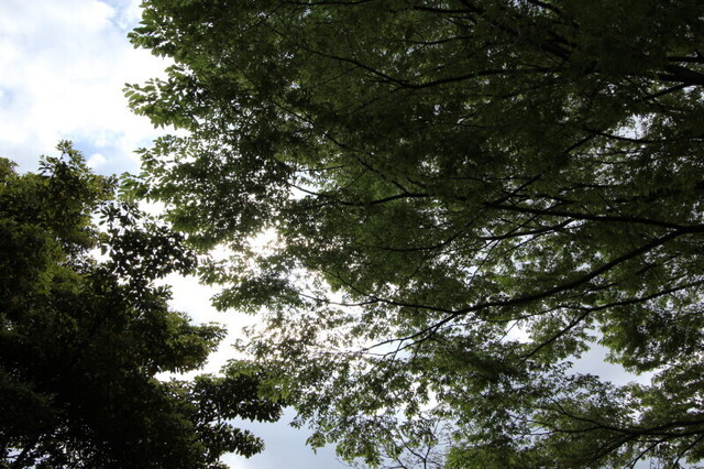 IMG_1175.JPG